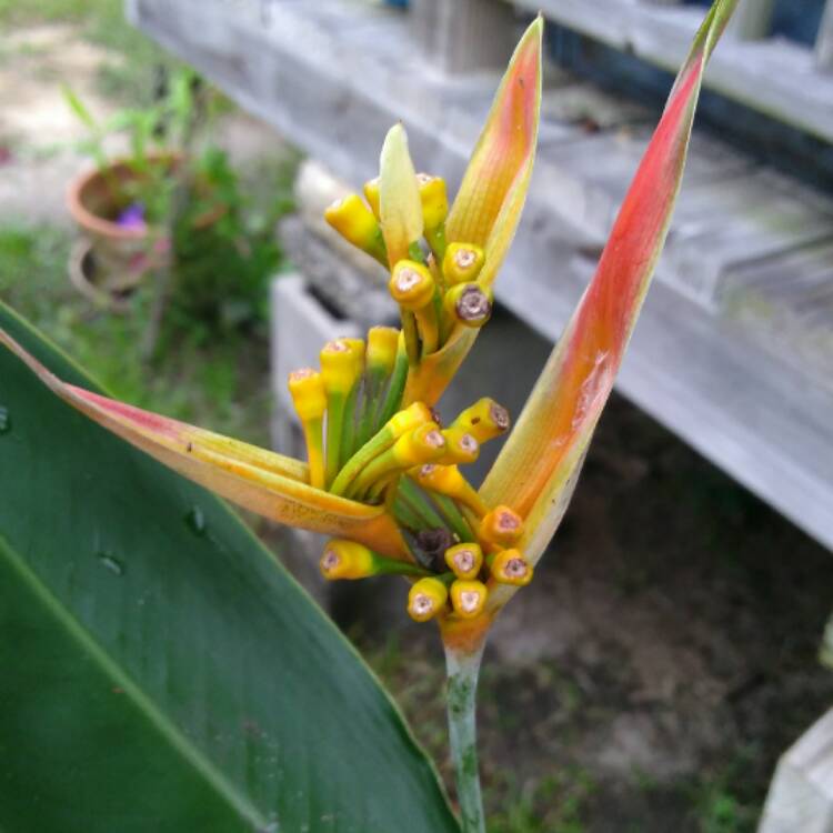 Plant image Heliconia psittacorum 'Choconiana'