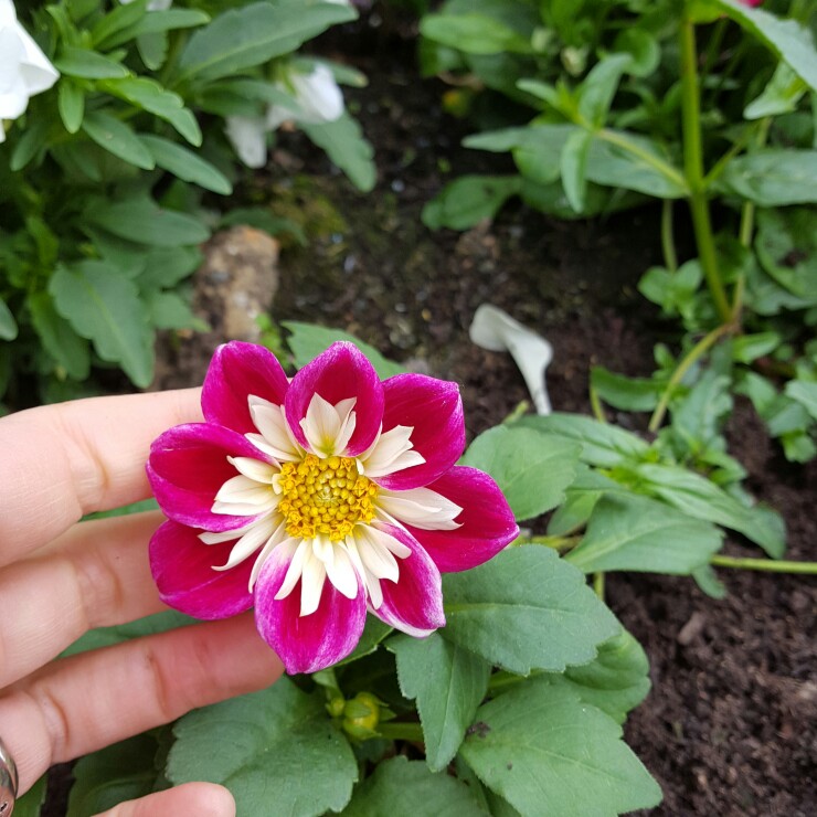 Plant image Dahlia 'Dahlietta Becky' (Dahlietta Series) syn. Dahlia 'Dahlietta Surprise Becky'