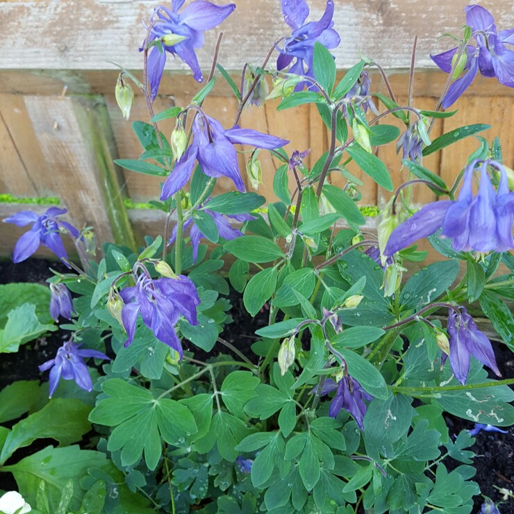 Plant image Aquilegia 'Hensoll Harebell'