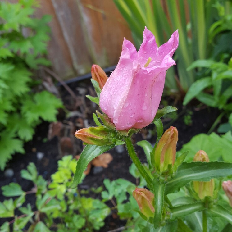 Plant image Campanula medium