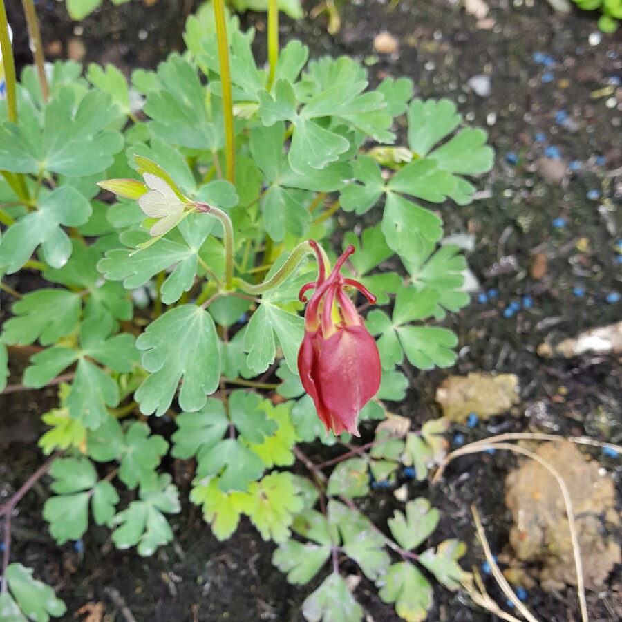 Plant image Aquilegia 'Red Hobbit'