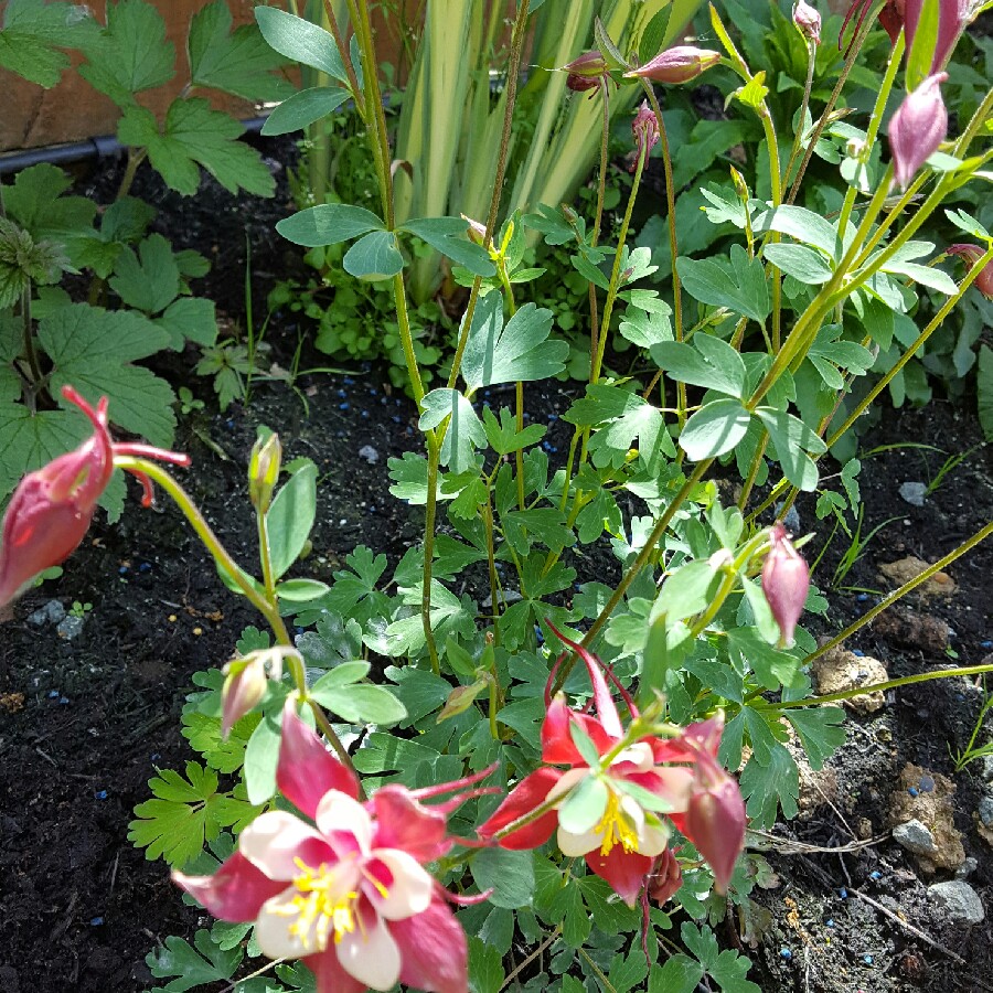 Plant image Aquilegia 'Red Hobbit'