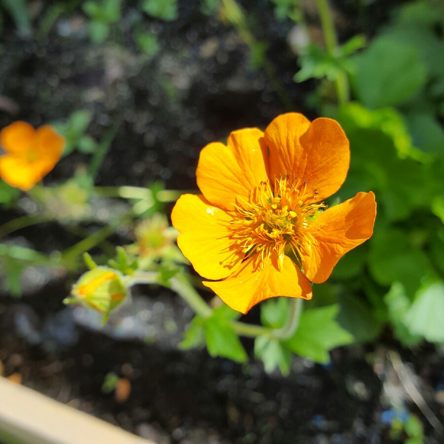 Plant image Geum Coccineum 'Cooky'