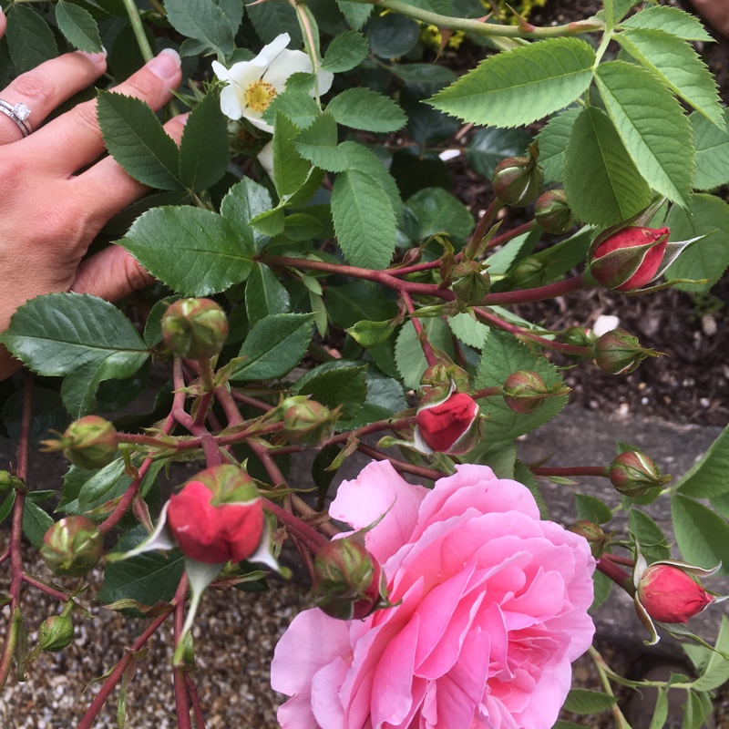 Floribunda Rose 'Sexy Rexy'