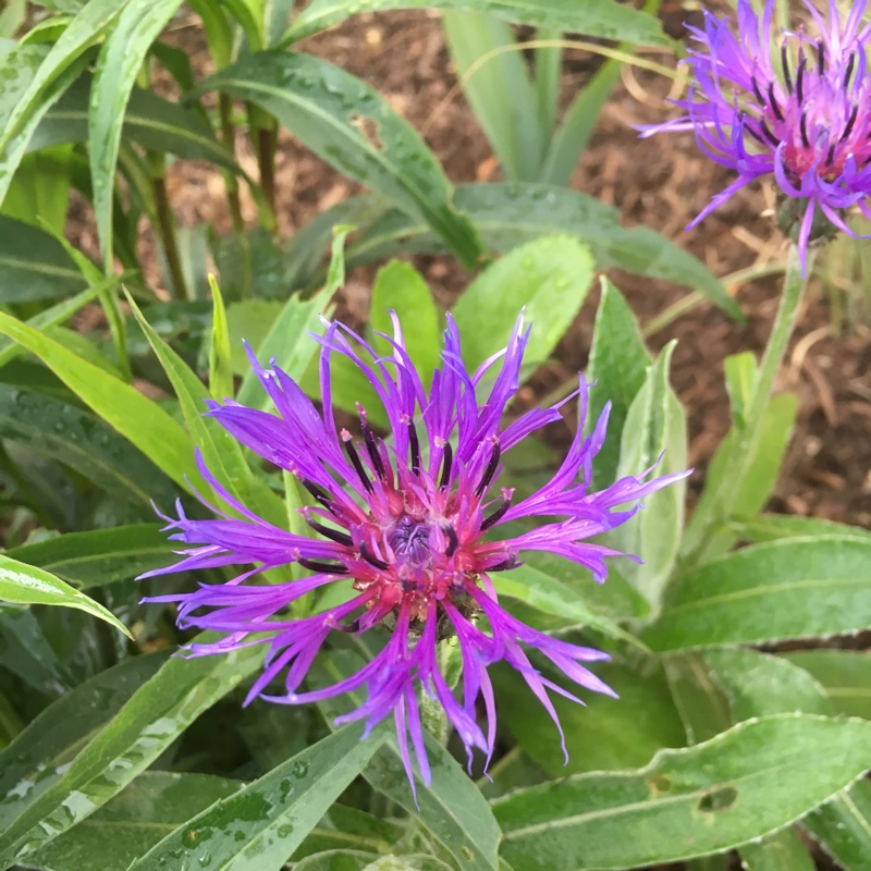 Perennial Cornflower