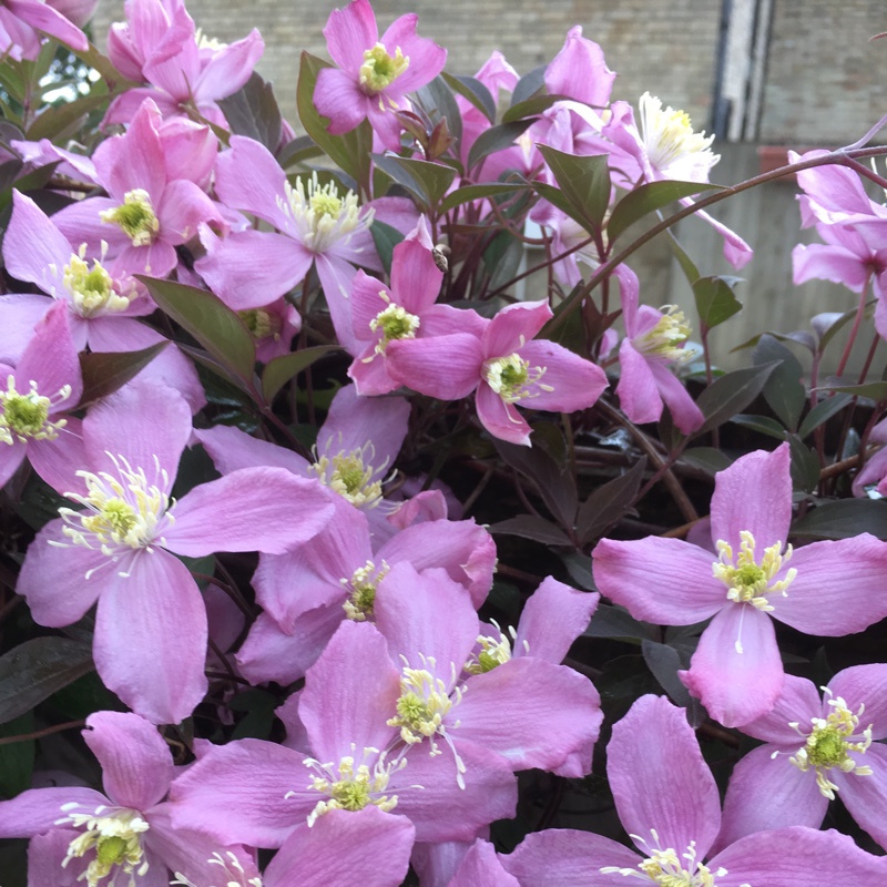 Clematis Montana 'Elizabeth'