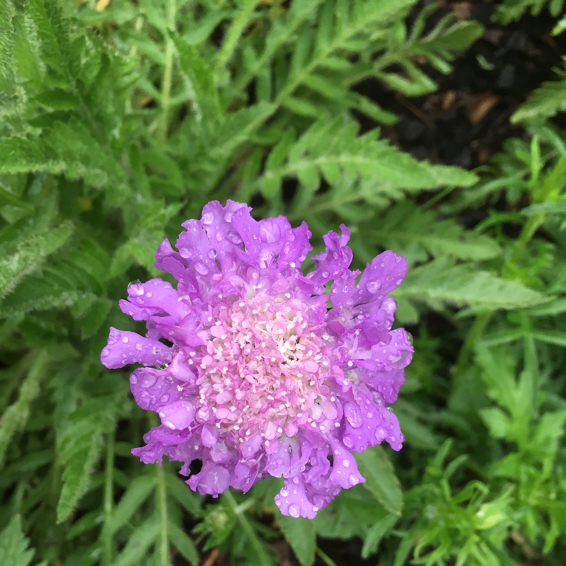 Scabious 'Butterfly Blue'