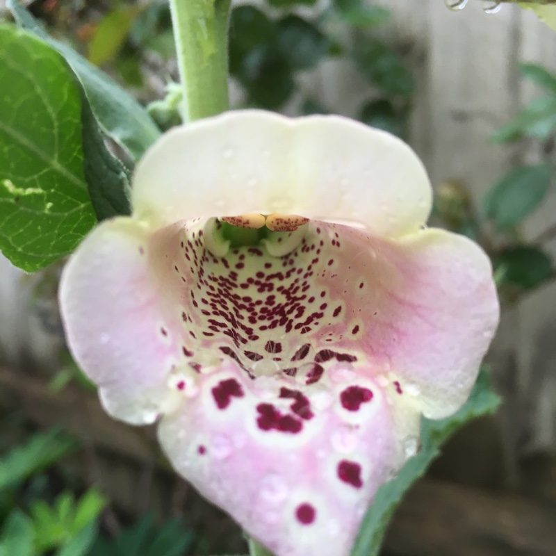 Foxglove