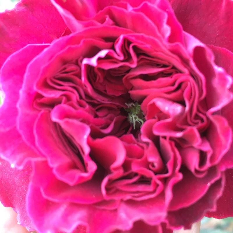 Rose 'Falstaff'