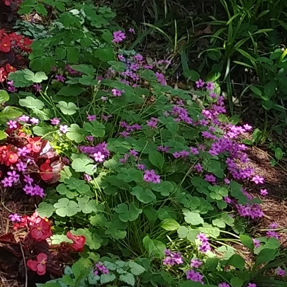 Plant image Oxalis bowiei