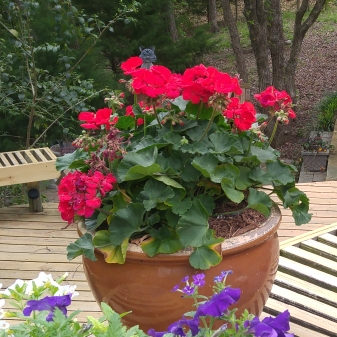 Plant image Pelargonium 'Calliope Big Red' (Calliope Big Series)