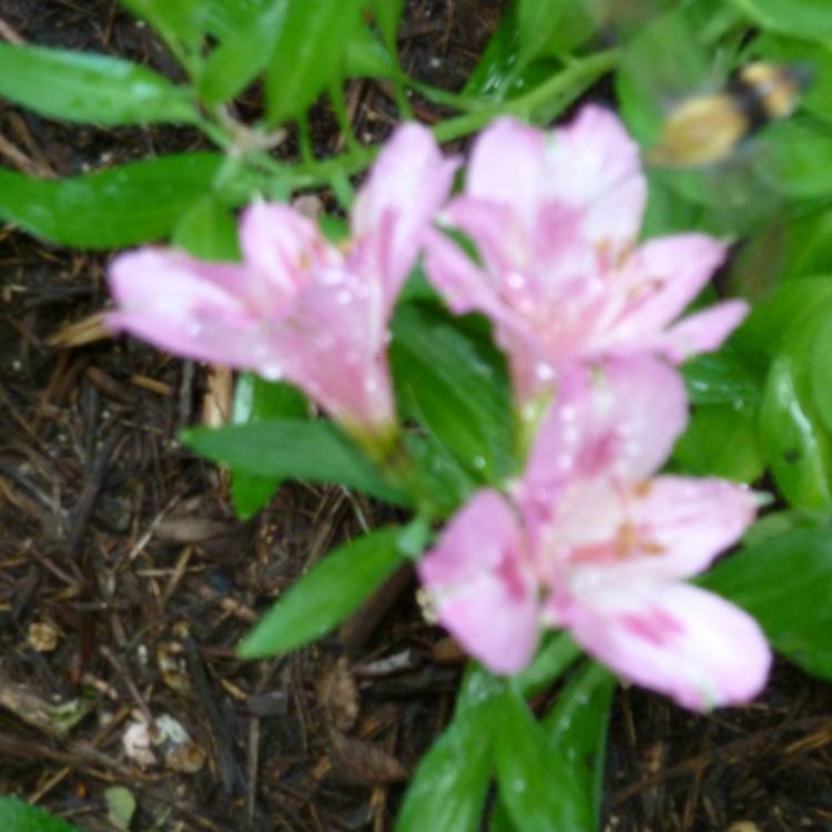 Plant image Alstroemeria 'Tara' (Little Miss Series)