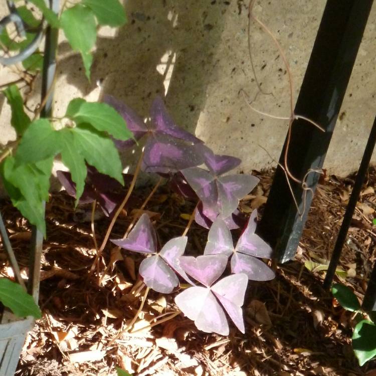 Plant image Oxalis triangularis 'JR Oxburwi' (Xalis Series) syn. Oxalis triangularis 'Burgundy Wine'