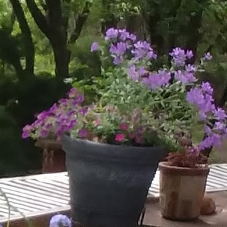 Plant image Phlox 'Violet Pinwheels'