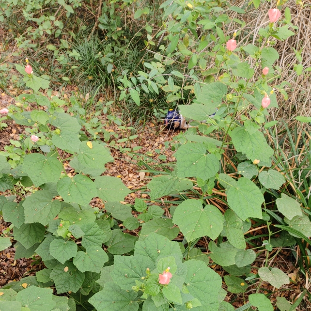 Plant image Malvaviscus arboreus var. Drummondii