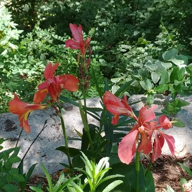 Plant image Canna 'Cannova Rose' (Cannova Series)