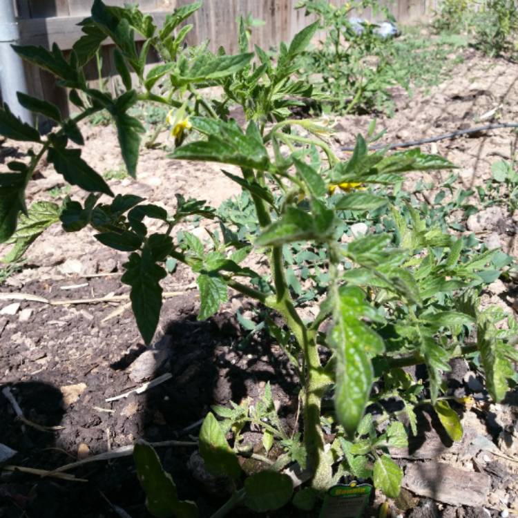 Plant image Solanum lycopersicum 'Red Beefsteak'