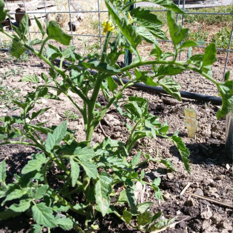 Plant image Solanum Lycopersicum 'Lemon Boy'