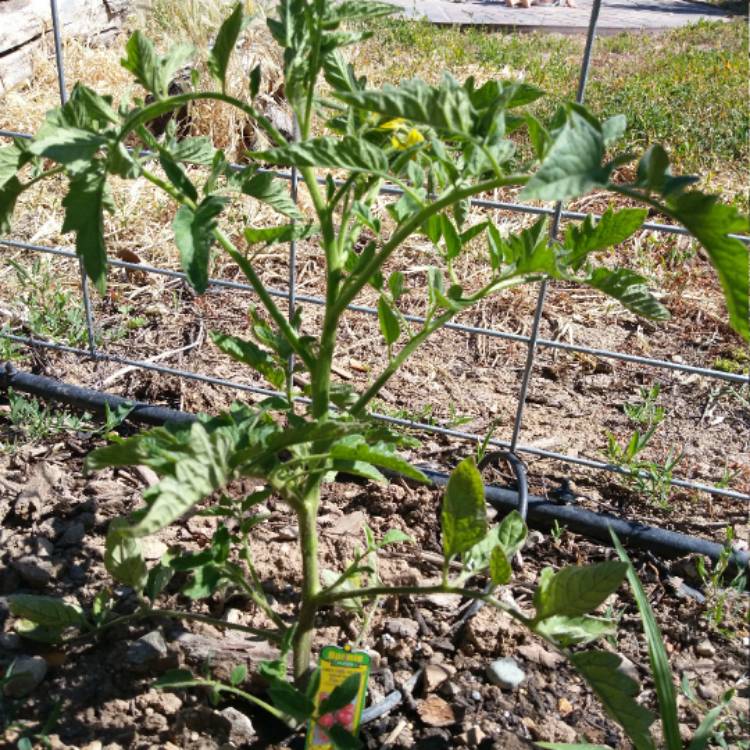 Plant image Solanum Lycopersicum 'Early Girl'