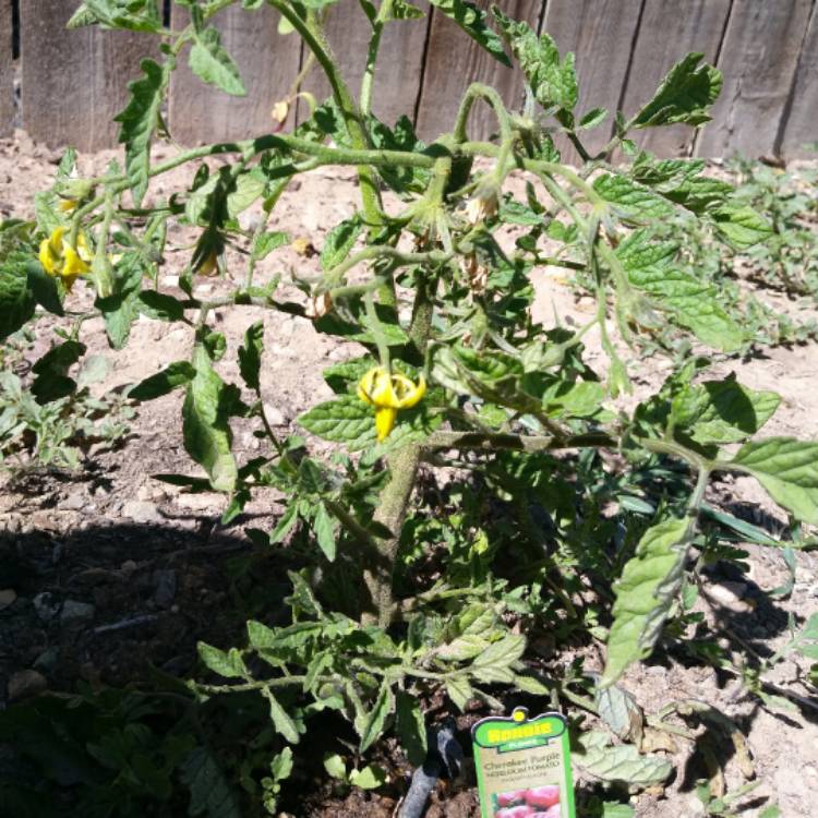 Plant image Solanum Lycopersicum 'Cherokee Purple'