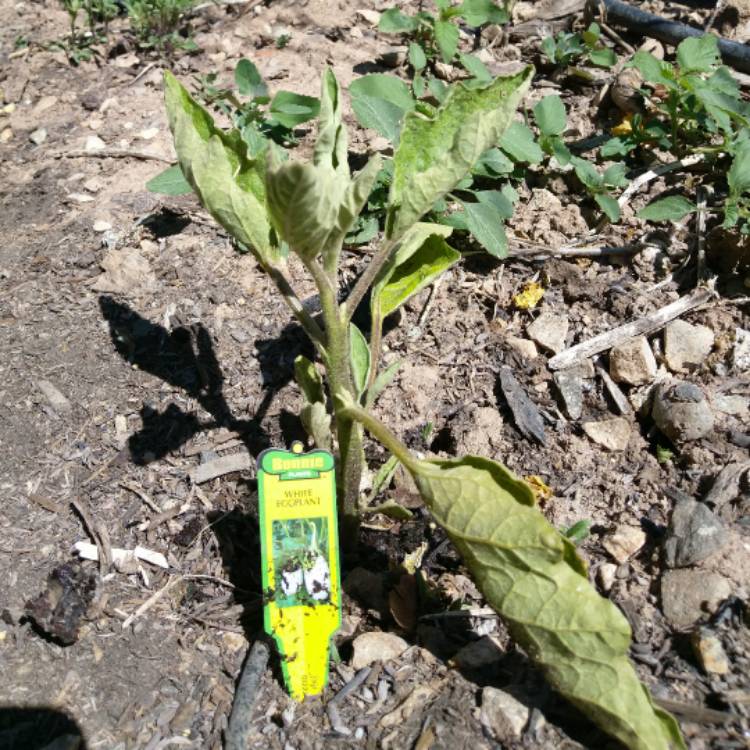 Plant image Solanum melongena