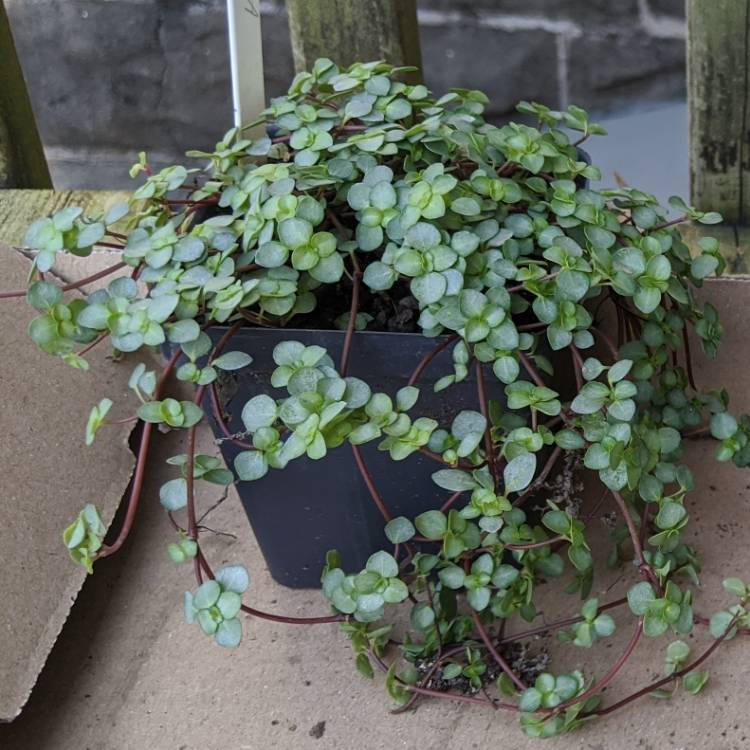 Plant image Pilea Glauca