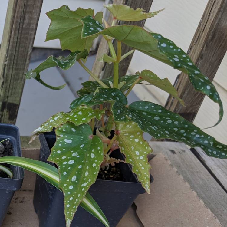 Plant image Begonia 'Dragon Wing'