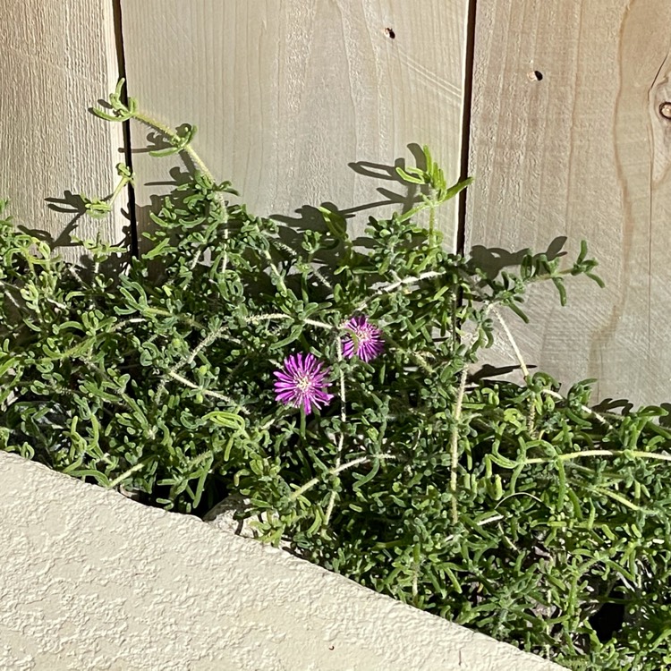 Plant image Delosperma