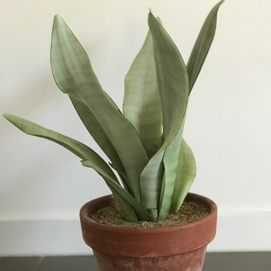 Sansevieria trifasciata