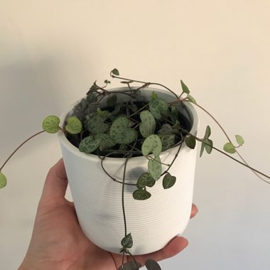 String Of Hearts