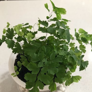 Delta maidenhair fern