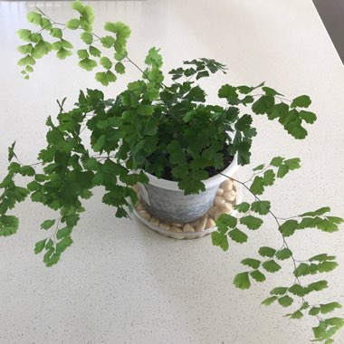 Delta maidenhair fern