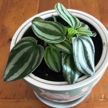 Miniature Watermelon Peperomia 'Sweetheart'