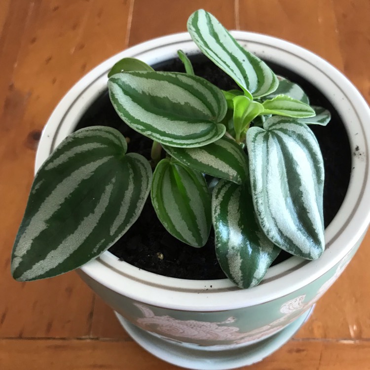 Plant image Peperomia verschaffeltii