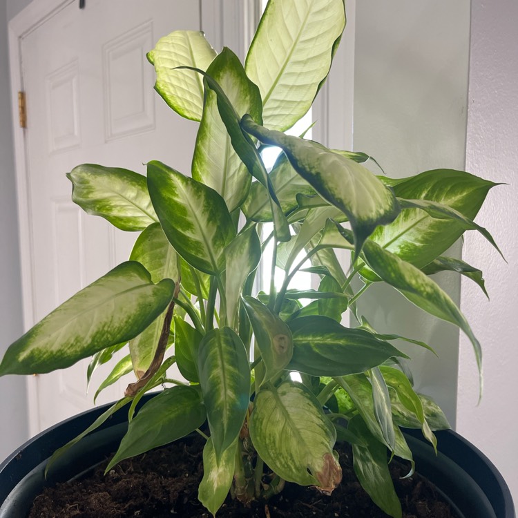 Plant image Dieffenbachia maculata