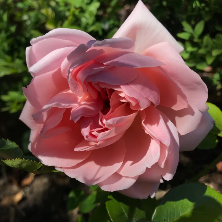 Plant image Rosa 'Ausbonny' syn. Rosa 'Wildeve'