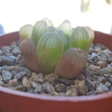 Haworthia 'Obtusa'