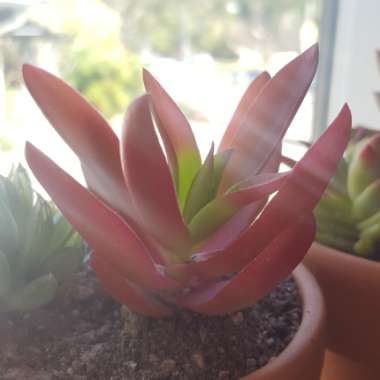 Crassula 'Campfire'