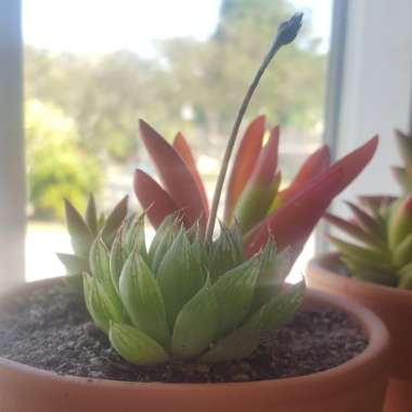 Haworthia 'Cooperi'