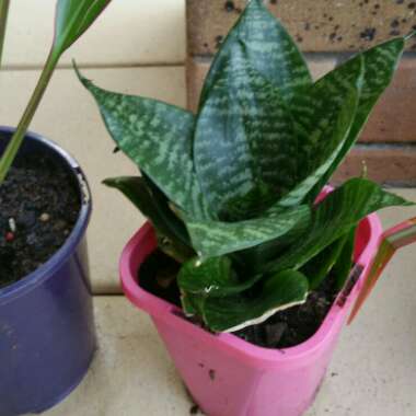 Sansevieria trifasciata Hahnii