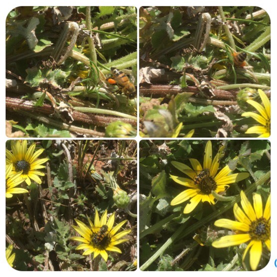 Plant image Arctotheca calendula