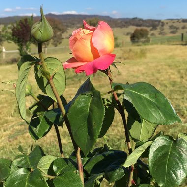 Rosa 'Chicago Peace'