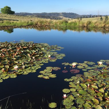 Nymphaea