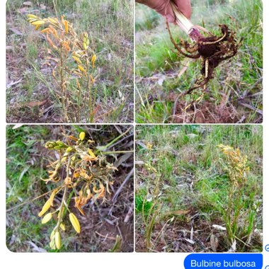 Bulbine bulbosa syn. Bulbinopsis bulbosa