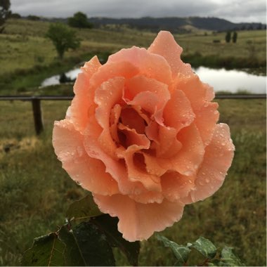 Rosa 'Canjujo' syn. Rosa 'Just Joey'