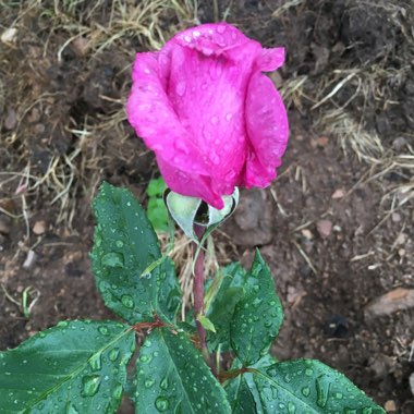 Rosa 'Fragrant Plum'