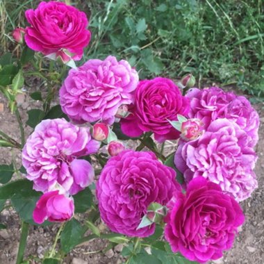 Rosa 'Ebb Tide'