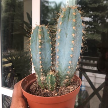 Facheiro cactus