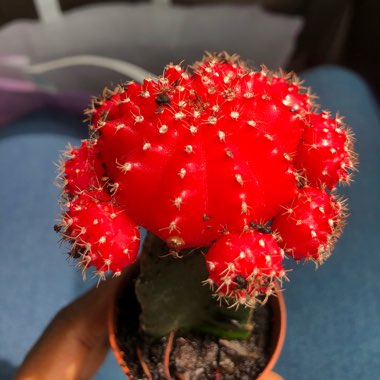 Moon Cactus (Graft)