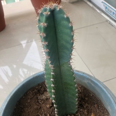 Peruvian Apple Cactus